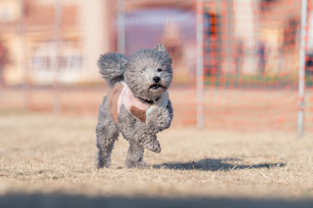 1/24ドックレース
