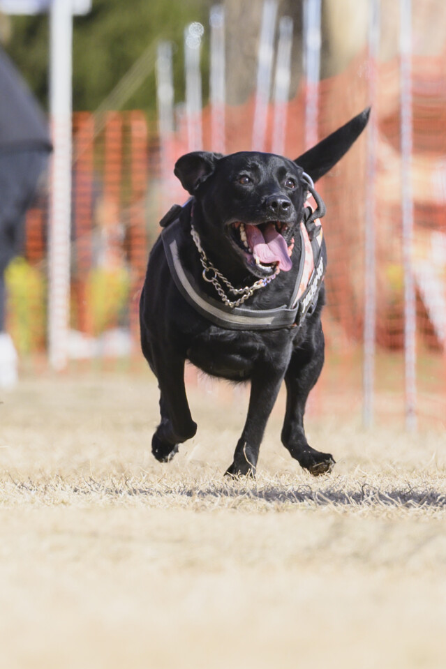 1/25ドックレース