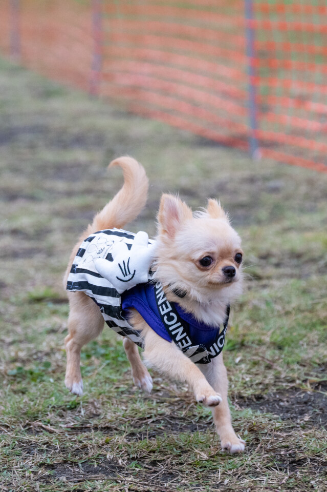 ソレイユ　ドックレース