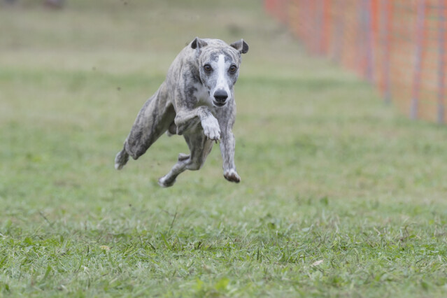ソレイユ　ドックレース