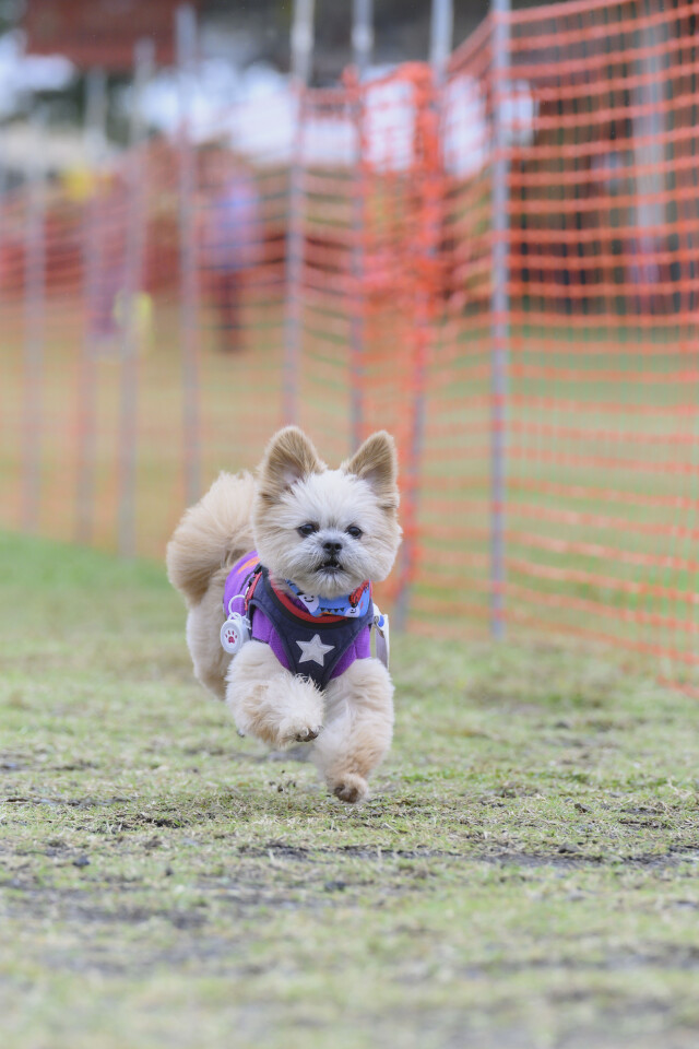 ソレイユ　ドックレース