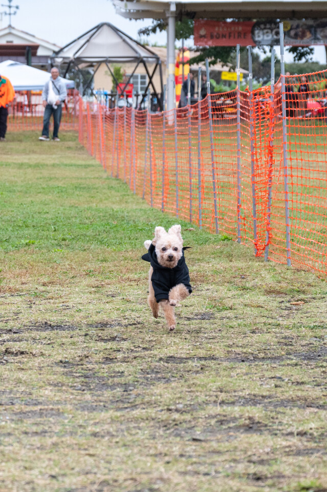 ソレイユ　ドックレース
