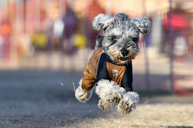 1/25ドックレース