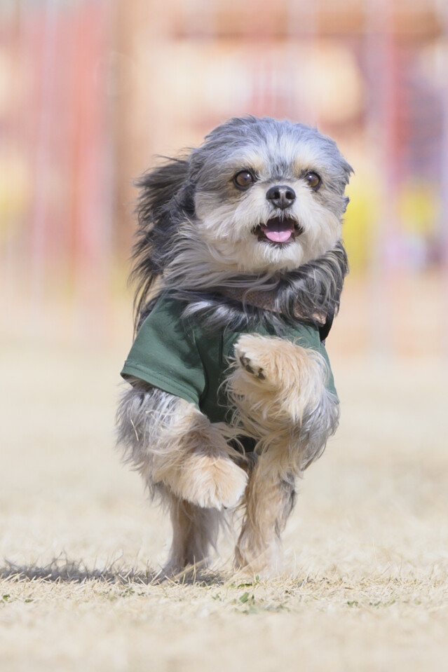 1/25ドックレース