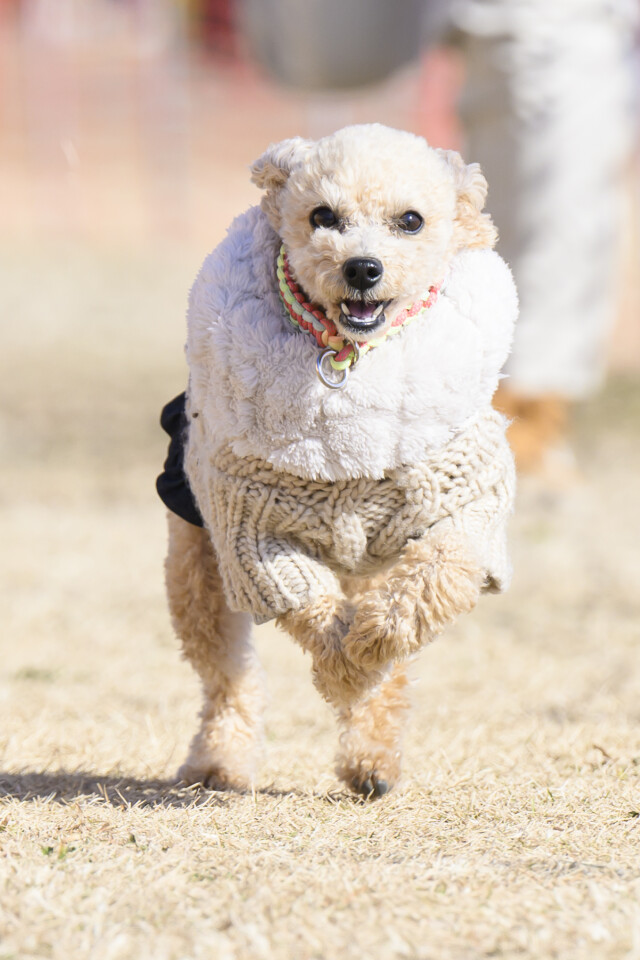 1/24ドックレース