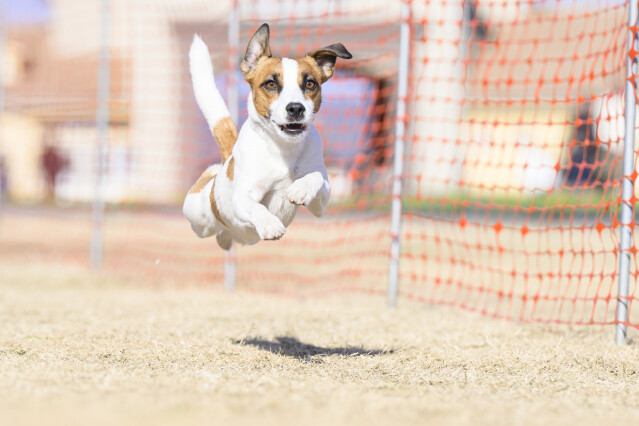 1/24ドックレース