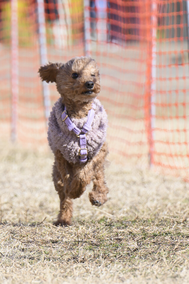 1/24ドックレース