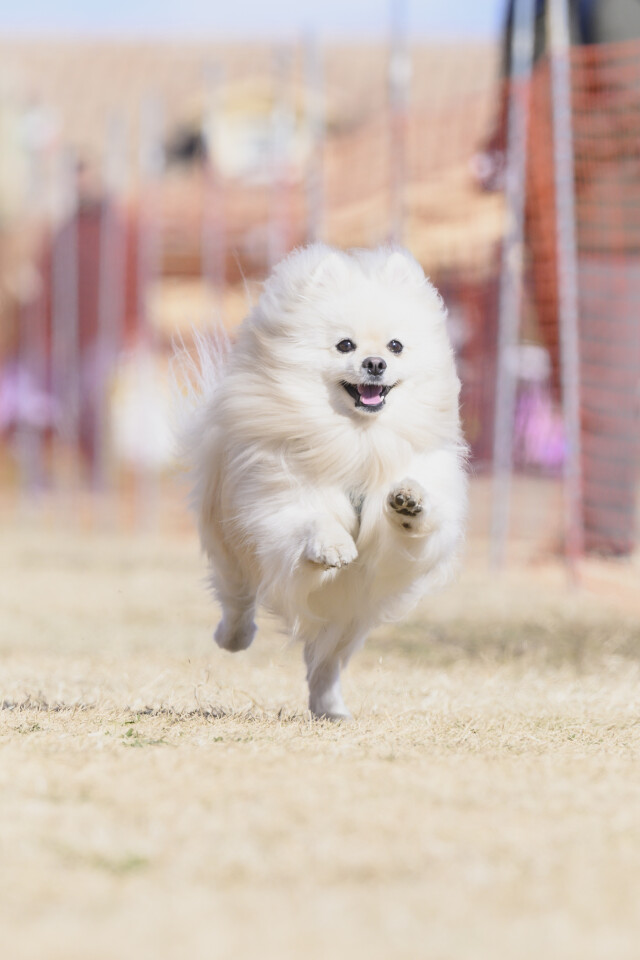 1/25ドックレース