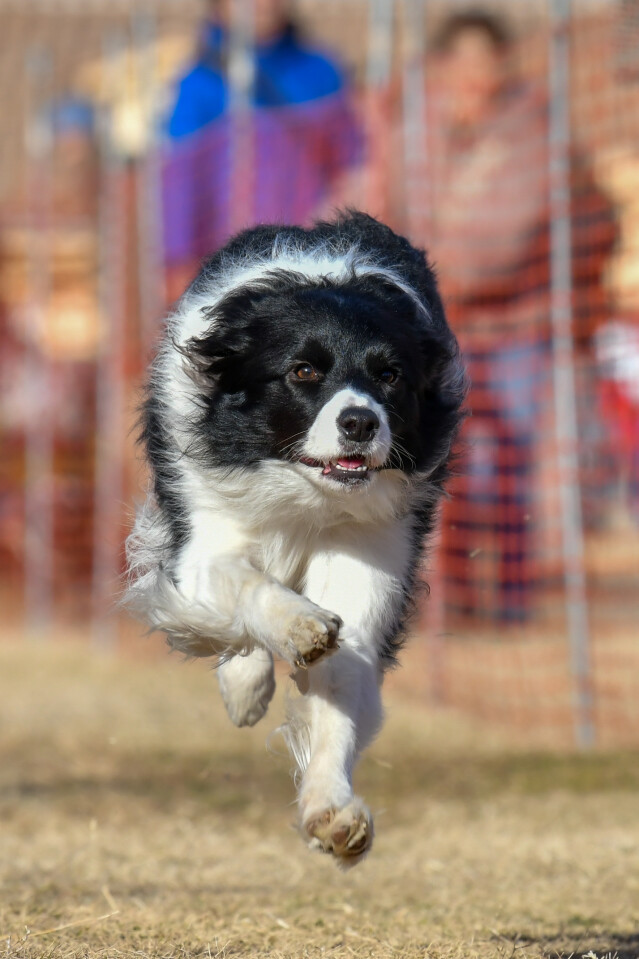 1/25ドックレース