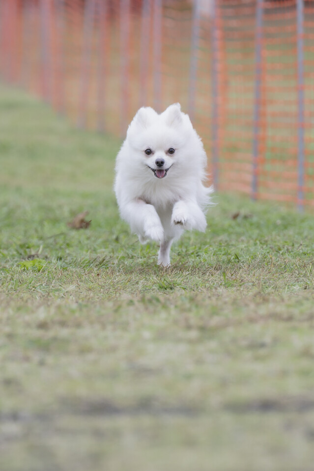 ソレイユ　ドックレース