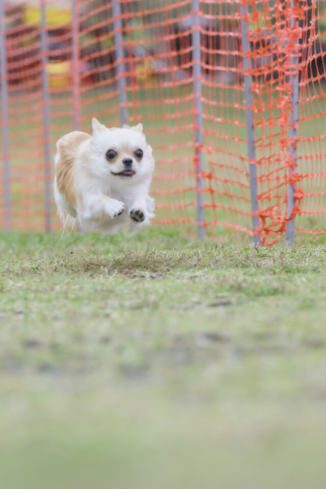 ソレイユ　ドックレース