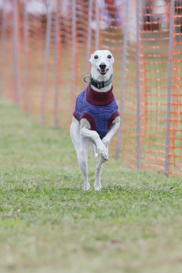 ソレイユ　ドックレース