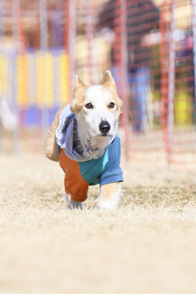 1/24ドックレース