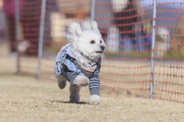 1/25ドックレース