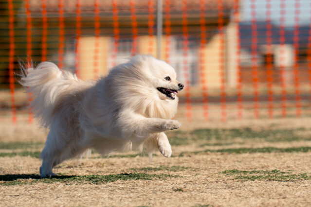 1/25ドックラン小型　9時～10時