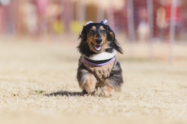 1/25ドックレース