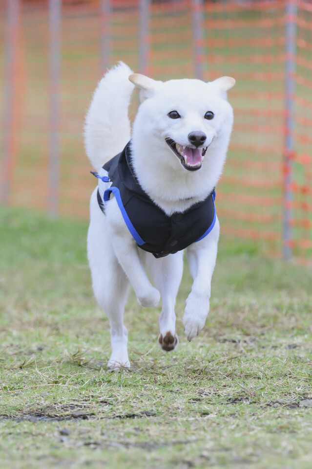 ソレイユ　ドックレース