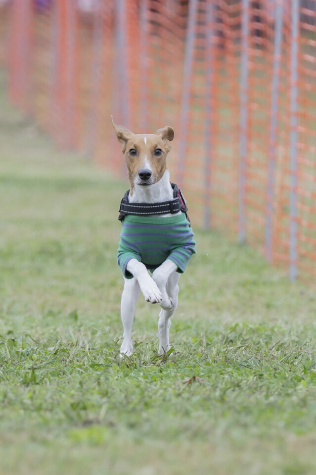 ソレイユ　ドックレース