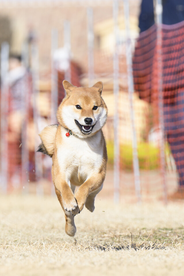 1/24ドックレース