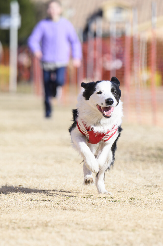 1/24ドックレース