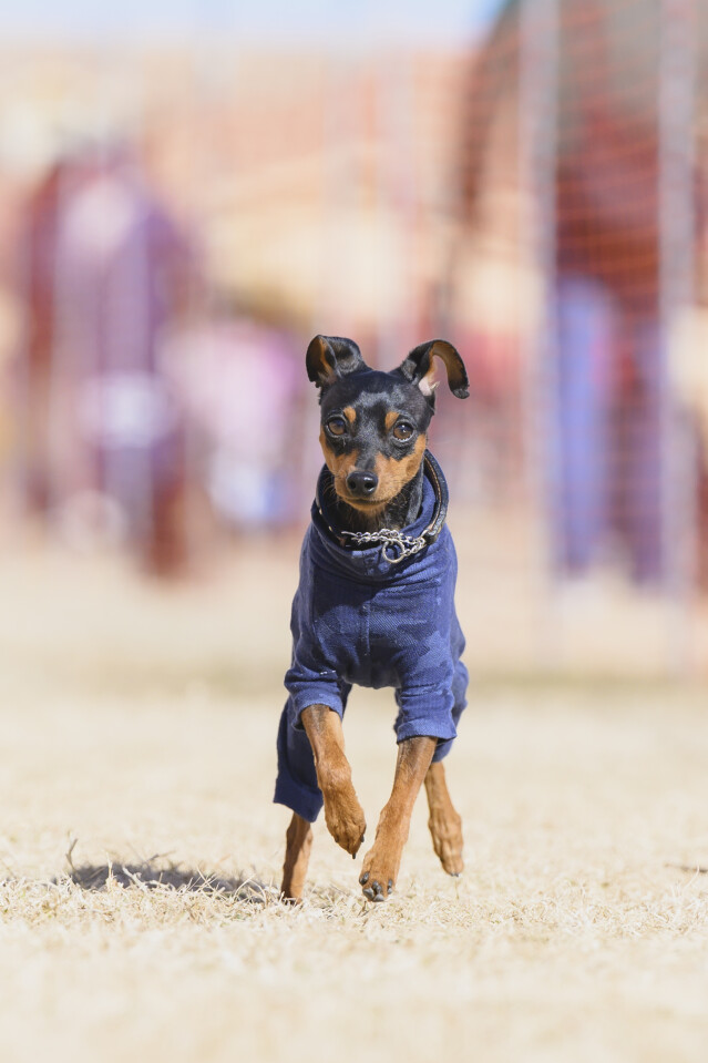 1/25ドックレース