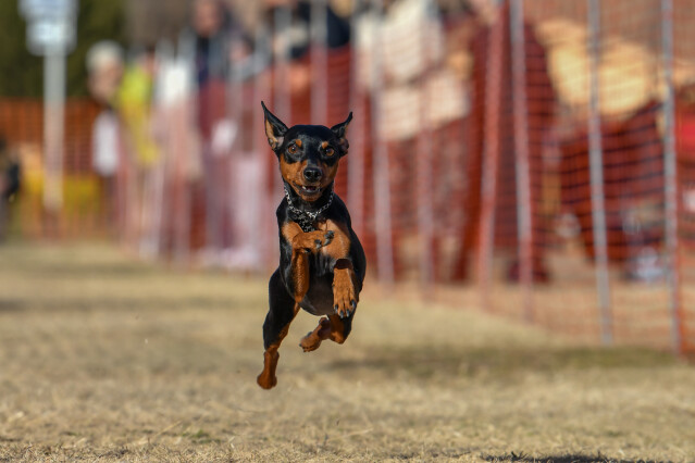 1/25ドックレース