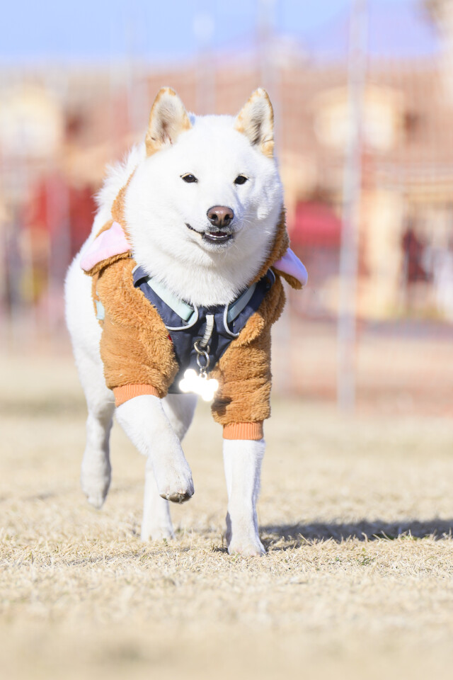 1/24ドックレース