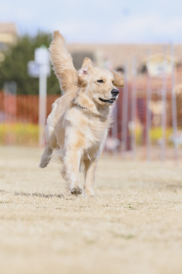 1/25ドックレース