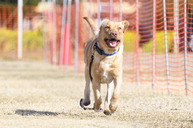 1/24ドックレース
