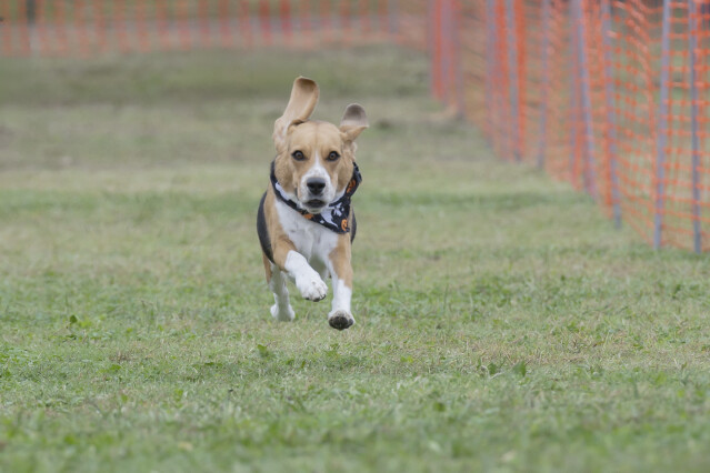 ソレイユ　ドックレース