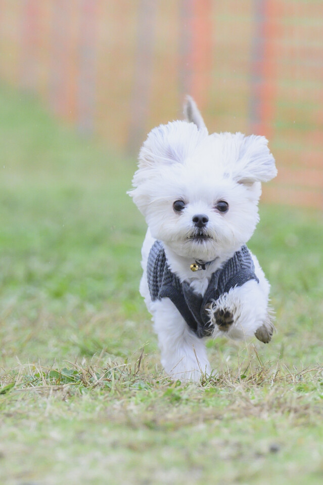 ソレイユ　ドックレース