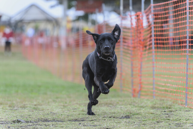 ソレイユ　ドックレース
