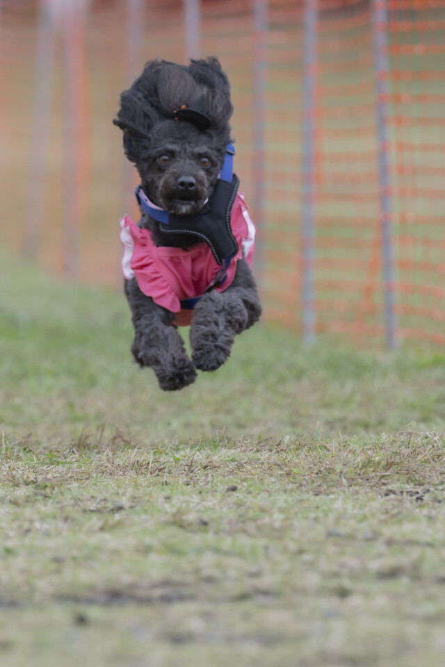 ソレイユ　ドックレース