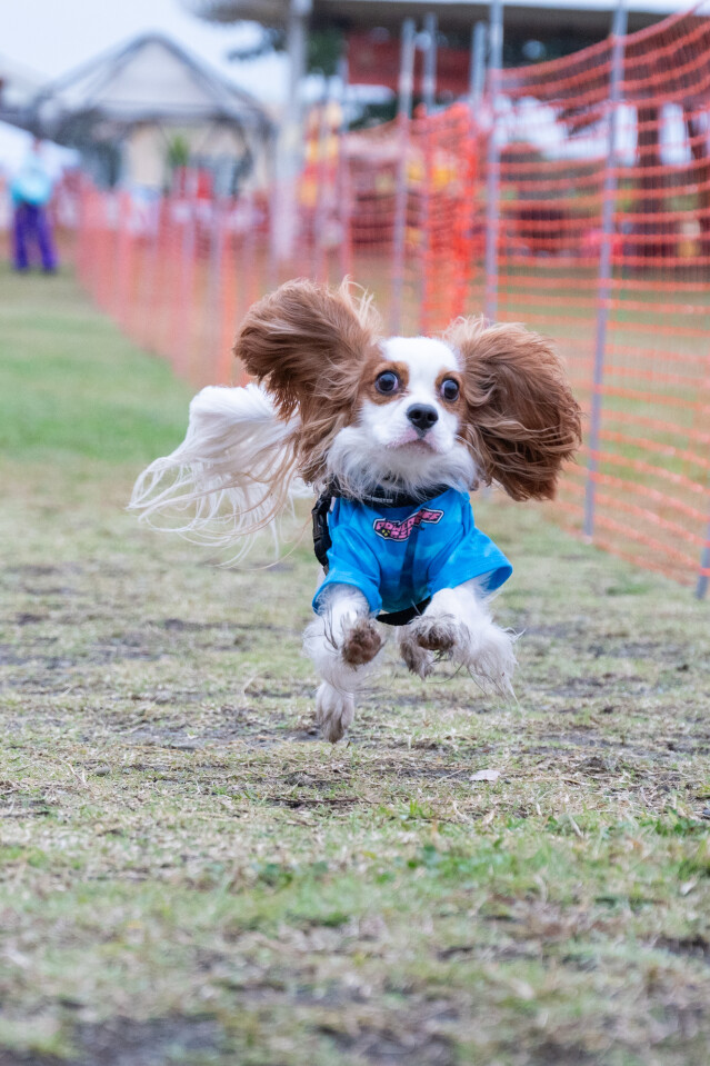 ソレイユ　ドックレース