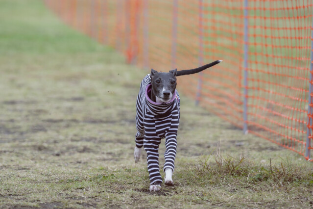 ソレイユ　ドックレース