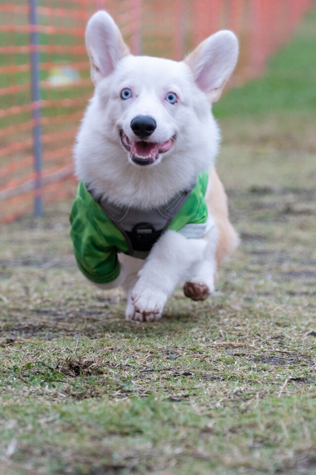 ソレイユ　ドックレース