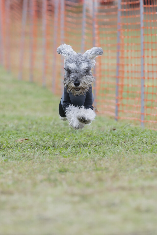 ソレイユ　ドックレース