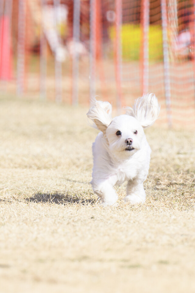 1/24ドックレース