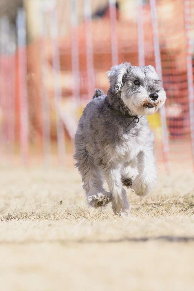 1/25ドックレース