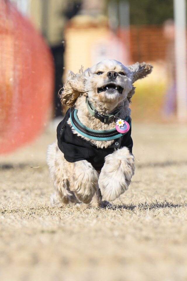 1/24ドックレース