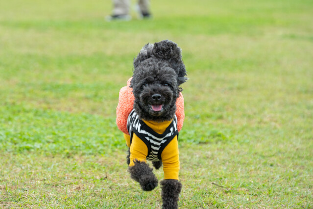 ソレイユ　ドックラン2日目