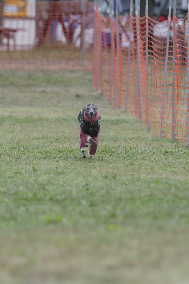 ソレイユ　ドックレース