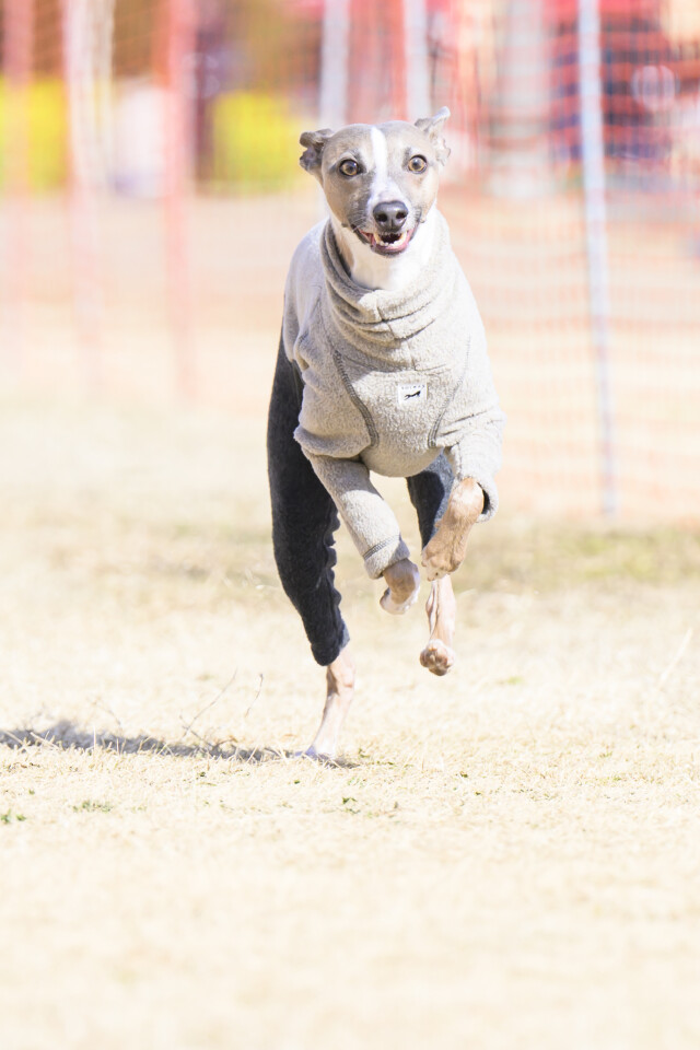 1/24ドックレース