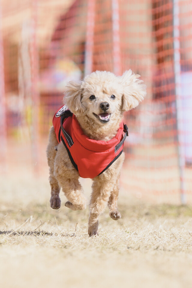 1/25ドックレース