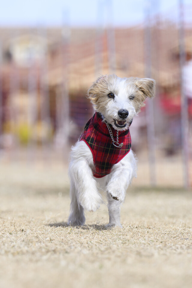 1/25ドックレース