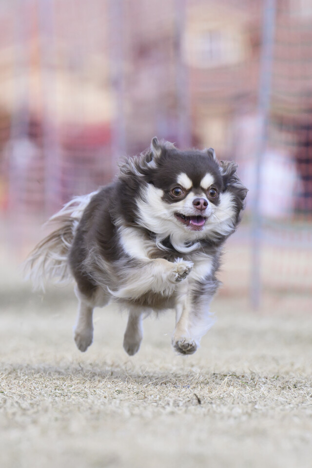 1/25ドックレース