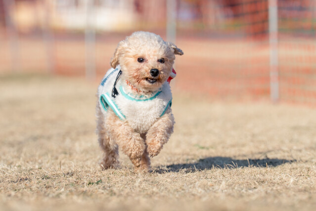 1/24ドックレース