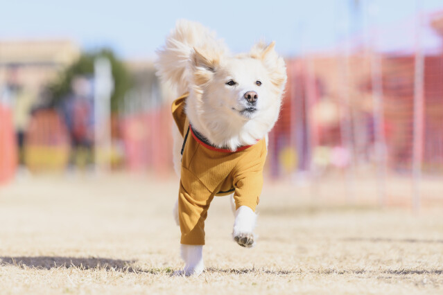 1/25ドックレース