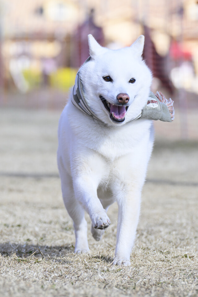 1/24ドックレース