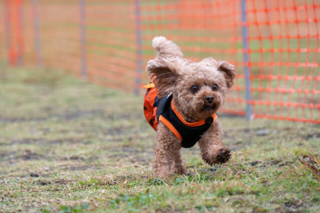 ソレイユ　ドックレース